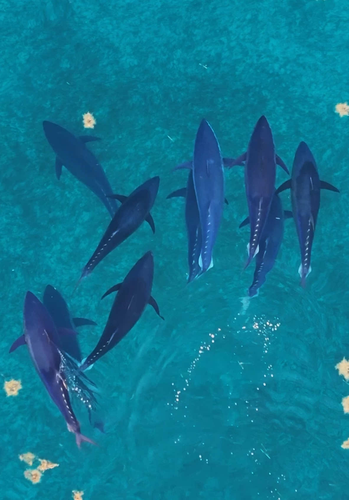 While following a Bull Shark with the drone I ran into to this school of huge Tuna.  They were the same size as the Bull Shark.  Love these accidental encounters. #bahamas #drone #tuna 