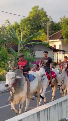 le sapi wae manot mosok Kowe ora manot to 🤣#sapitunggangboykar #sapitungangboyolali #mbohsakkarepmu #sapijumbo #boykar 