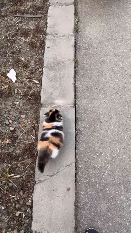 Cute kitty #catlover 