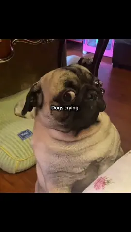 Dogs crying🥹 #dog #animal #doglove #crying #fyp 