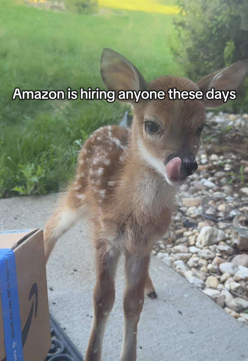 still mad they put the package right there #babydeer #amazon #fawn 