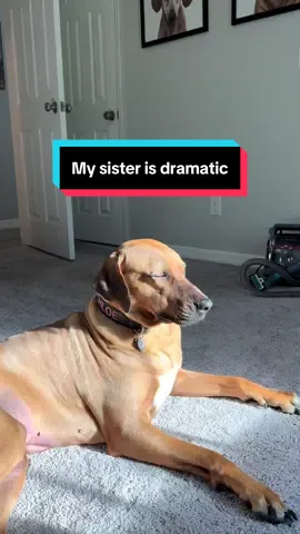 We just think doxies are dramatic over here on doxietok, but Ridgebacks are on a whole other level. #dogsoftiktok #dogdiaries #dognaps #greatmoments #ridgebacklovers 