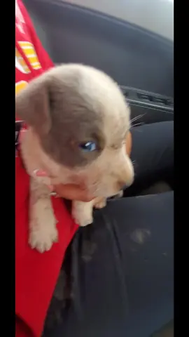 Que no falte el drama 🤭🐶🥰 #perritos  #mascotas  #rescate  #parat 