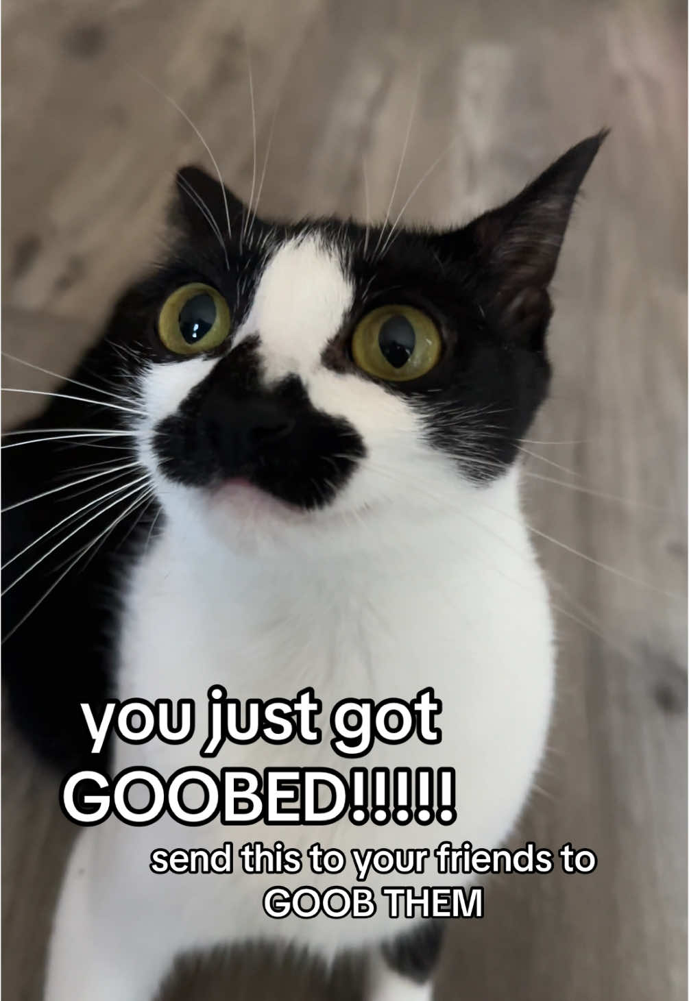 congrats, you’ve been goobed :3 #goob #goobie #meow #meowmeow #cat #kitty #catvideo #catsoftiktok #meme #memecat #funny #funnycat #tuxedo #tuxie #tuxedocat #getgoobed #blackandwhitecat #blackandwhite #aww #adorable #cute #cutecat 