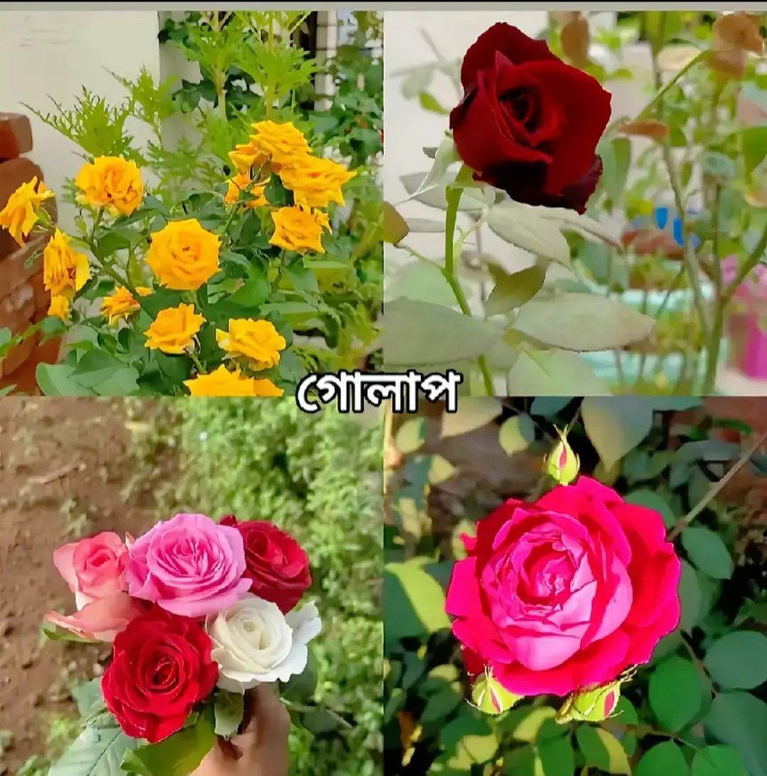 #fyp ,,এত সুন্দর সুন্দর ফুল থাকতেও আমার একটা ফুল আছে 🥰আর সেটা হলো আমার  Dear hubby 🌹☺️❤️