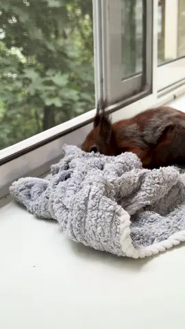 ##белочка играет