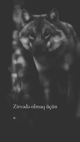 Zirvədə olmaq üçün, Qartala ehtiyac yoxdu, İnsan olmaq 