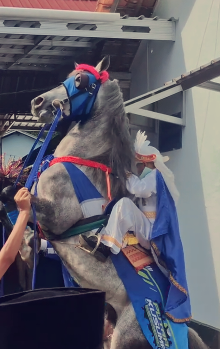 kusuma🤍💙 #kudajingkrakpurworejo #purworejo24jam #putrakusuma 
