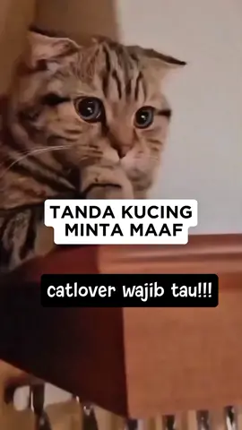 Ternyata kalo kucing mu begini bisa jadi dia lagi minta maaf loh!! pernah ngalamin gak?? 🥹🥹 #sayangkucing #catloversindonesia #kucingmintamaaf #kucinglucu #fyp 