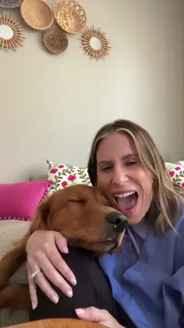 He’s over me. & just wants pets #goldenretriever #goldenboy #dogsoftiktok #goldenretrieverlife 