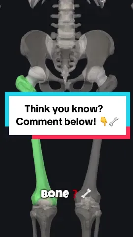 🦴 The Femur — the longest and strongest bone in your entire body! It stretches from your hip 🦵 all the way to your knee 🦿 — supporting your weight when you stand, walk, or run 🏃‍♂️💨 🔝 Top end (Proximal): Connects with the pelvis at the hip joint → The femoral head fits into the acetabulum like a ball-and-socket ⚽🕳️ 🔚 Bottom end (Distal): Forms the knee joint, articulating with the tibia and the patella 🦴🧩 📍 Key landmarks: • Head & Neck 🧠🔗 • Greater & Lesser Trochanters (muscle attachment zones 💪) • Shaft (the long part) 📏 • Medial & Lateral Condyles (form the knee joint 🦿) ⚙️ The femur is essential for: ✅ Mobility ✅ Posture ✅ Force transmission in the lower limb#🦴Femur #📚AnatomyFacts #🧠LearnAnatomy #💪BoneStructure #🦿SkeletalSystem #👨‍⚕️MedStudentLife #📖StudyWithMe #🏃‍♂️HumanMovement #⚕️Orthopedics #🎓AnatomyEducation #🎥3DAnatomy #📏LongestBone #🩻MedTok #🧩BodyBasics #AnatomyExplained 
