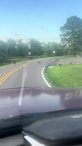 #fyp #bird #goose #duck #crossing #🤣 #nascartattooguy I DONT KNOW WHAT THEY ARE A BIRD 🤷‍♂️