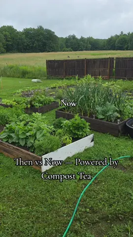 Just a few weeks of compost tea made the biggest difference in my garden. These plants went from struggling to thriving — and this is why I always say feed your soil first. 🌱💧 Natural methods WORK. Your garden deserves better than chemicals. #CompostTea changed everything. #PlantTok  #TikTokLearningCampaign  #CompostTea #GardenTransformation #BeforeAndAfter #GardenTok #SoilHealth #OrganicGardening #GardeningHacks #GrowYourOwnFood #BackyardGarden #PlantTok #GreenThumb #GardenGlowUp #SustainableLiving #NaturalFertilizer #EcoFriendlyGardening 