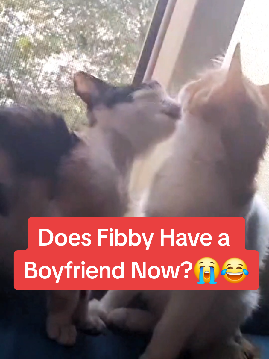 Replying to @pisu_dumelio_ Let's Go Fibbyyy😂💕 #fyp #foryou #cat #kitten #catlover #catsoftiktok #animals #rescue #cute #pet #Love #emotional #sad #happy #moment #pov #life #help #bestfriend 