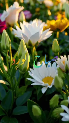صباح الخير صباح الورد صباح الجوري صباح الياسمين صباح العمبر صباح الفل صباح النور والسرور 🥰🤍❤️💖🌸🌷💐🌹🌺❣️😘🥰😍💌😚🥹 ورد 🌹 ورود 🌷 زهور 💐 الازهار 🌸 flowers 🌻 🌹 💐🌷🌸🌹❣️  كاظم الساهر 🥰  #صباح_الخير  #صباح_الورد  #صباحكم_أحلى_صباح  #اسعد_الله_جميع_اوقاتكم🌹🌹  #ورد 