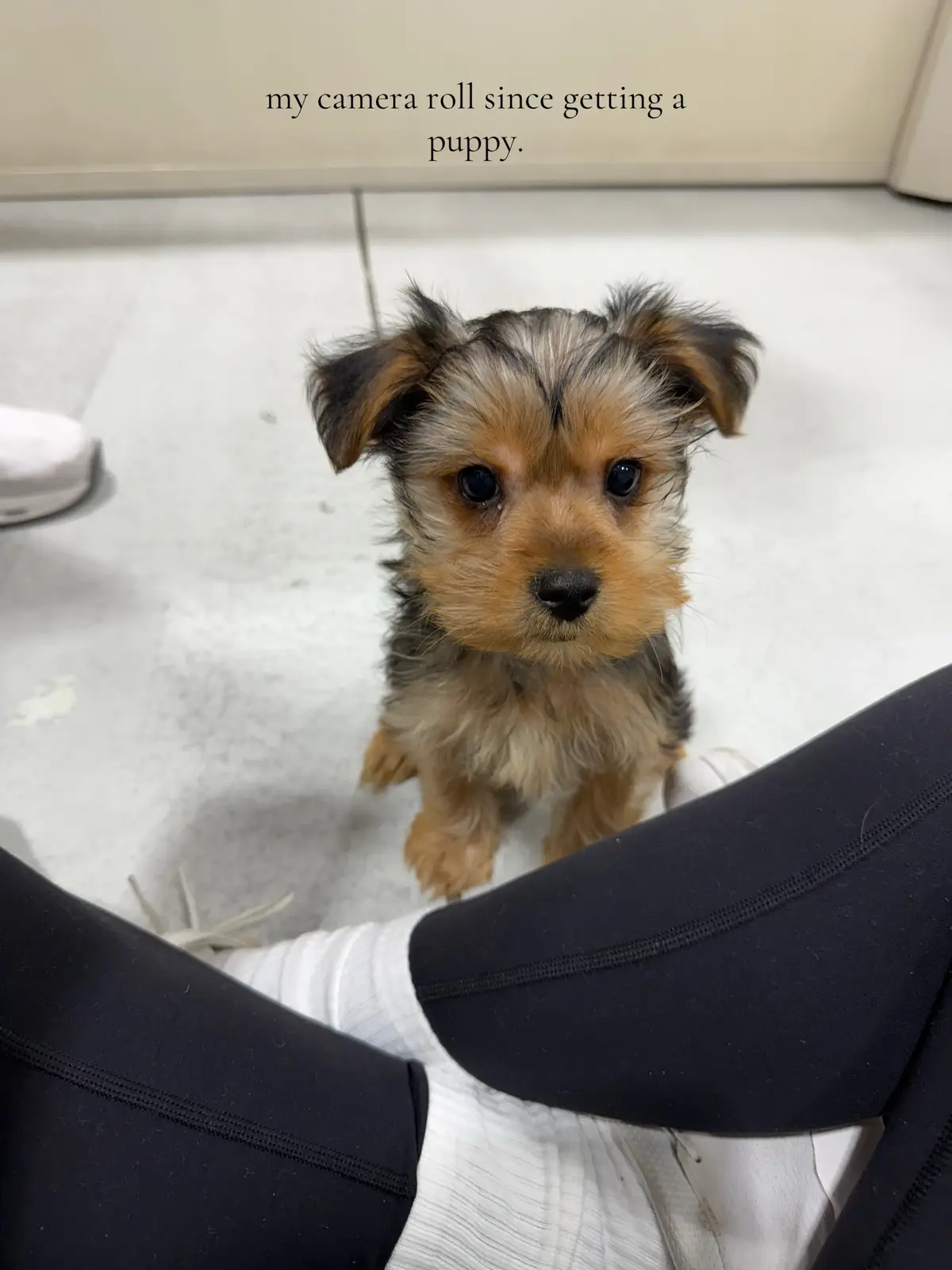 my whole world 🫶🏼  #yorkie #puppytiktok #yorkiepuppy #dog   