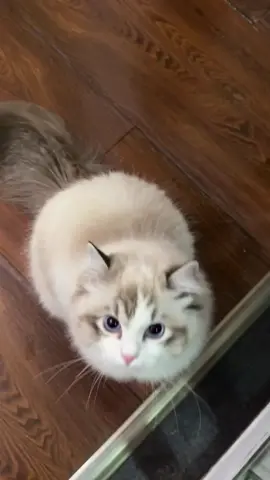 #listentomenow #cutecat #fyp #gatostiktok #catsoftiktok #foru #foryoupage❤️❤️ #foryouu #for 