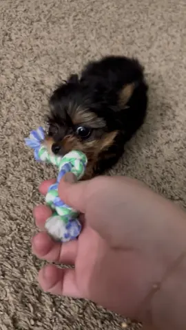 The deadly baby Chapo 🤣#yorkie #cute #dogsoftiktok #funny 