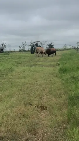 #beefmastercattle #beefmaster #beefmasterszn #cattle #cow #ranchlife #ranching #ranch #farmlife #farming #farm #agriculture #livestock #country #countrylife #texas #texascattle #foryou #fyp #reels #shorts 