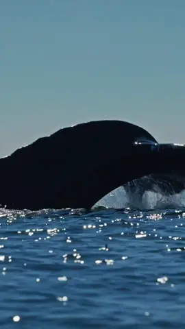 Baleias e sua beleza! Os maiores e mais lindos animais do mundo... #biologia #biologiamarinha #marinebiology #baleia #whale #ocean 