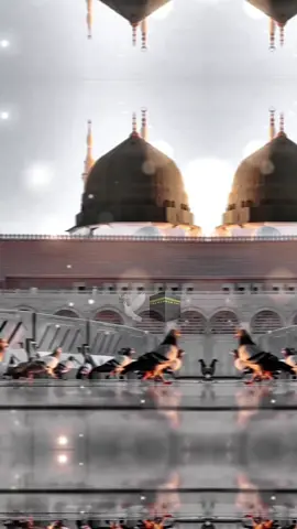 ياطير تروح وتهاجر الى طيبة توديني 🕋🕊#اكسبلورexplore 