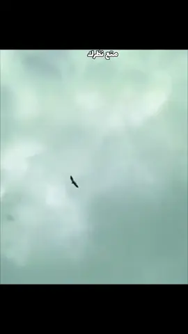 @العشق الوت 🕊🕊🕊 @علي العبودي 🌠 @داعم الهواية الحمام القرنة @علي الوائلي @حـ👑⃟ـسين البصراوي @حمودي الباكستاني 💯🦅 @الاستاذ / بوطلال التناك 