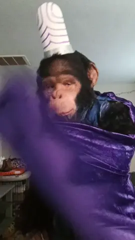 moments before getting severely beaten half to death #powerpuffsgirls #mojojojo #cosplay #chimp #ape 
