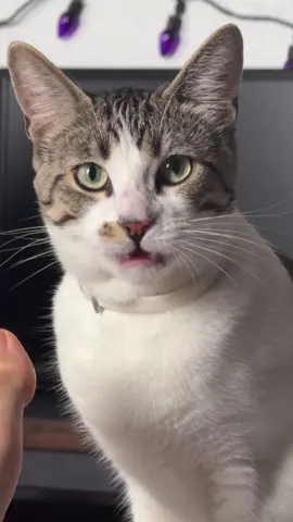 His Face😟😂 #fyp #cat #catsoftiktok #funny #nami