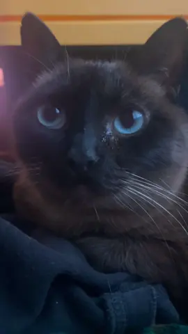 she’s so smol in real life 💞 #siamesecats #catsoftiktok #cats 