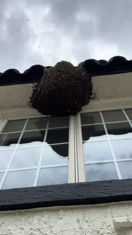 I’m coming for you #savethebees 
