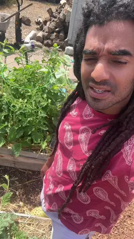Compost isn’t what feeds your plants—it’s what holds the nutrients. The real minerals come from the soil: the rocks, the dust, the microbes that unlock them. I used to think compost was the feast. but really it’s the home 🫡🏴‍☠️🌱 #fertilizer #garden #compost #PlantTok 