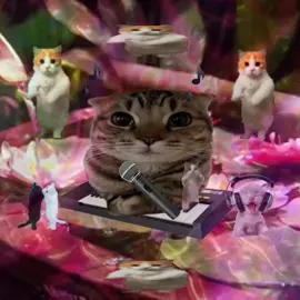 sleeeeepyheaaaad 😸 #viral #cats #catlover #catsoftiktok #catslovers #corecoretiktok #jollytok #sillycat #kittycat #lovecats #memecat #cattok #sillycats #catsmeme #2000s 