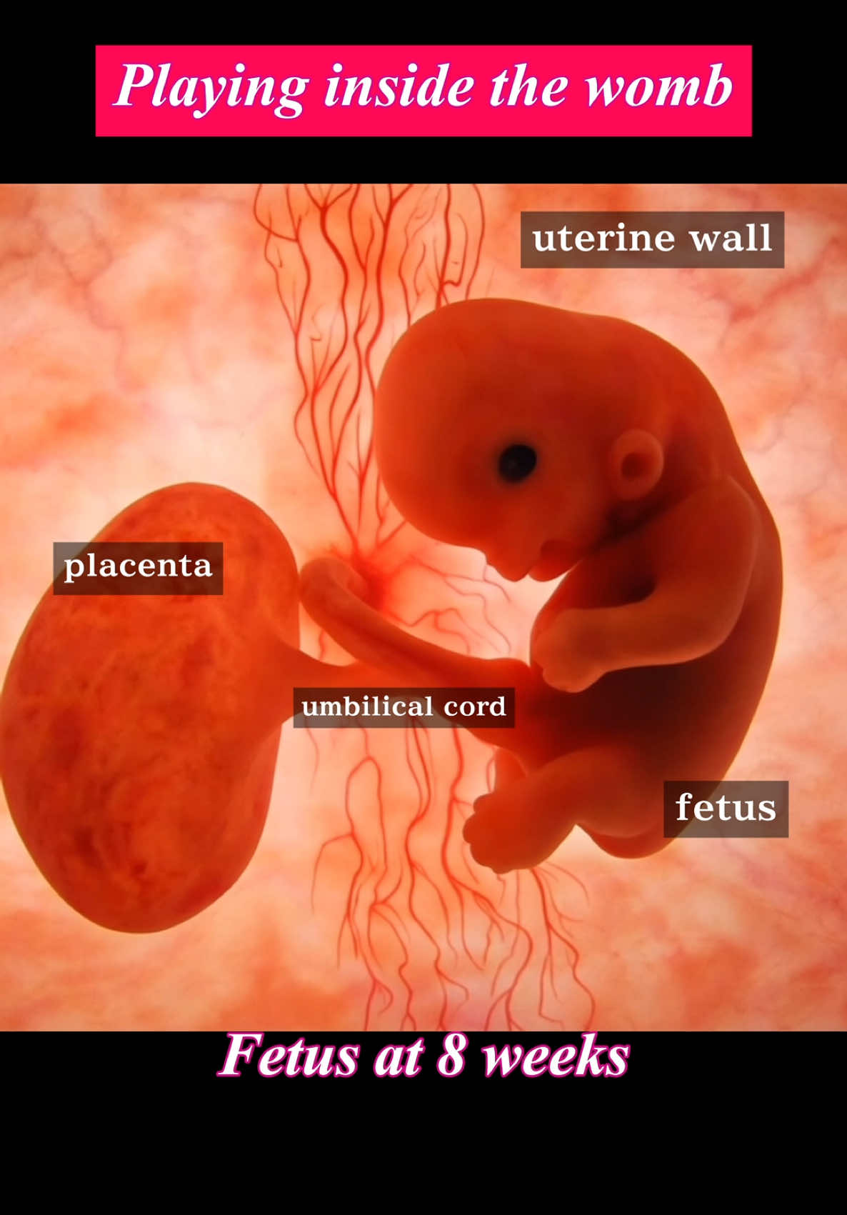 Fetus at 8 weeks playing inside womb👼 #fetus #womb 