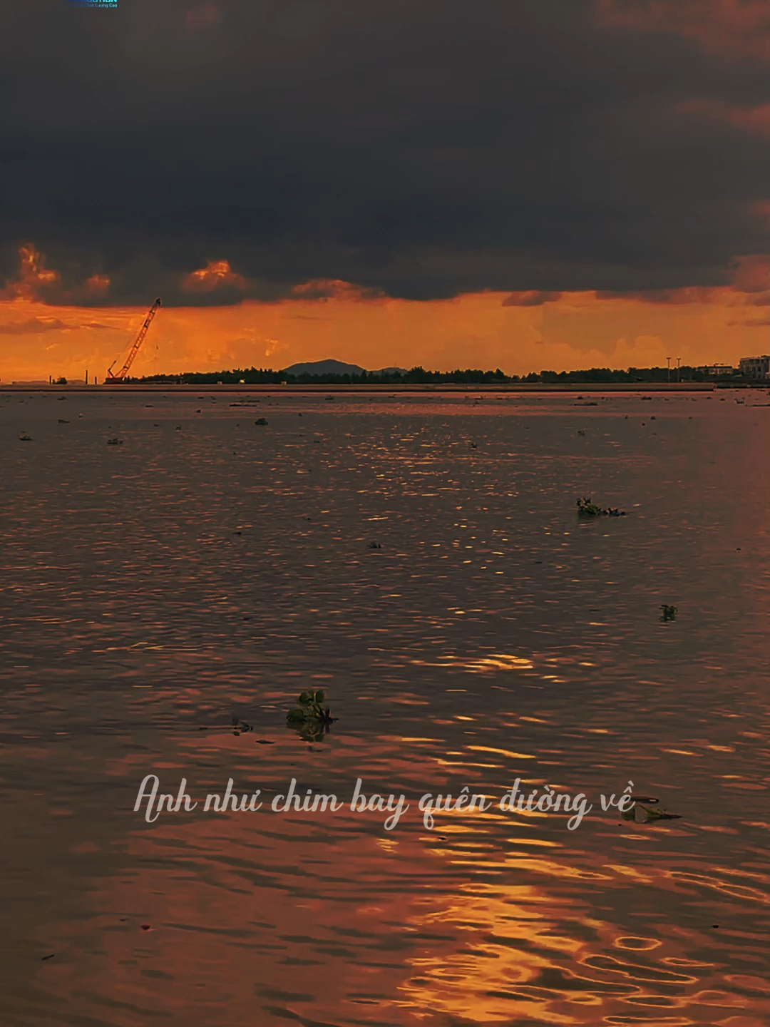Anh như chim bay quên đường về...#nhaclofixua #ctmedia #nguyeenlofi #legiabao #nuhongmongmanh