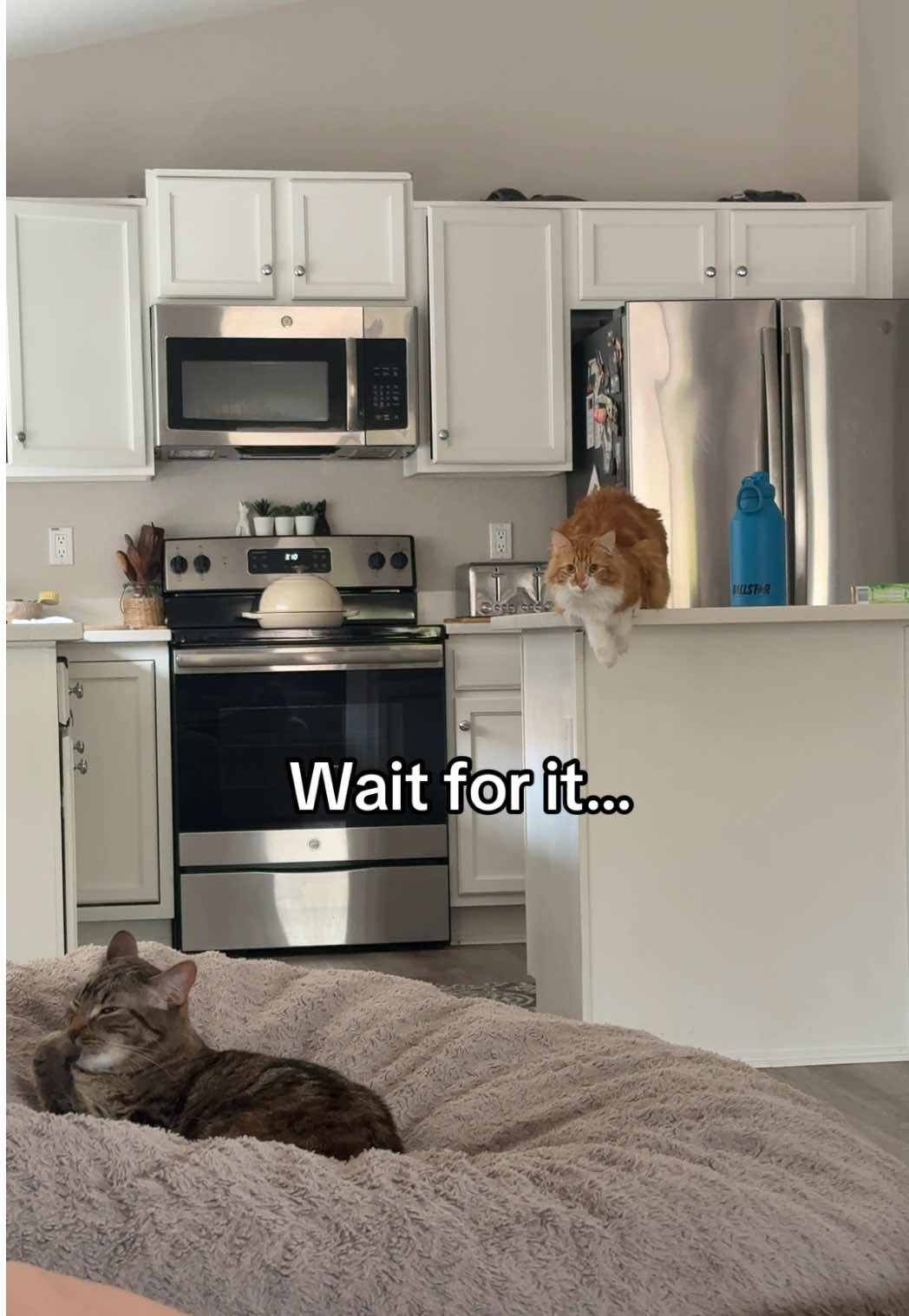 Why is he like this #catsoftiktok #orangecat #funnycats #catlife 
