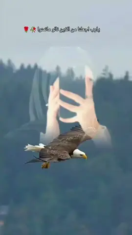 #CapCut #‏#صـبرت وصـبري عـند اللـه لا يـضيع ، وعـسى ربـي يـجازيني بـلي تـمنيته#يارب ##💔💙 #🍂 