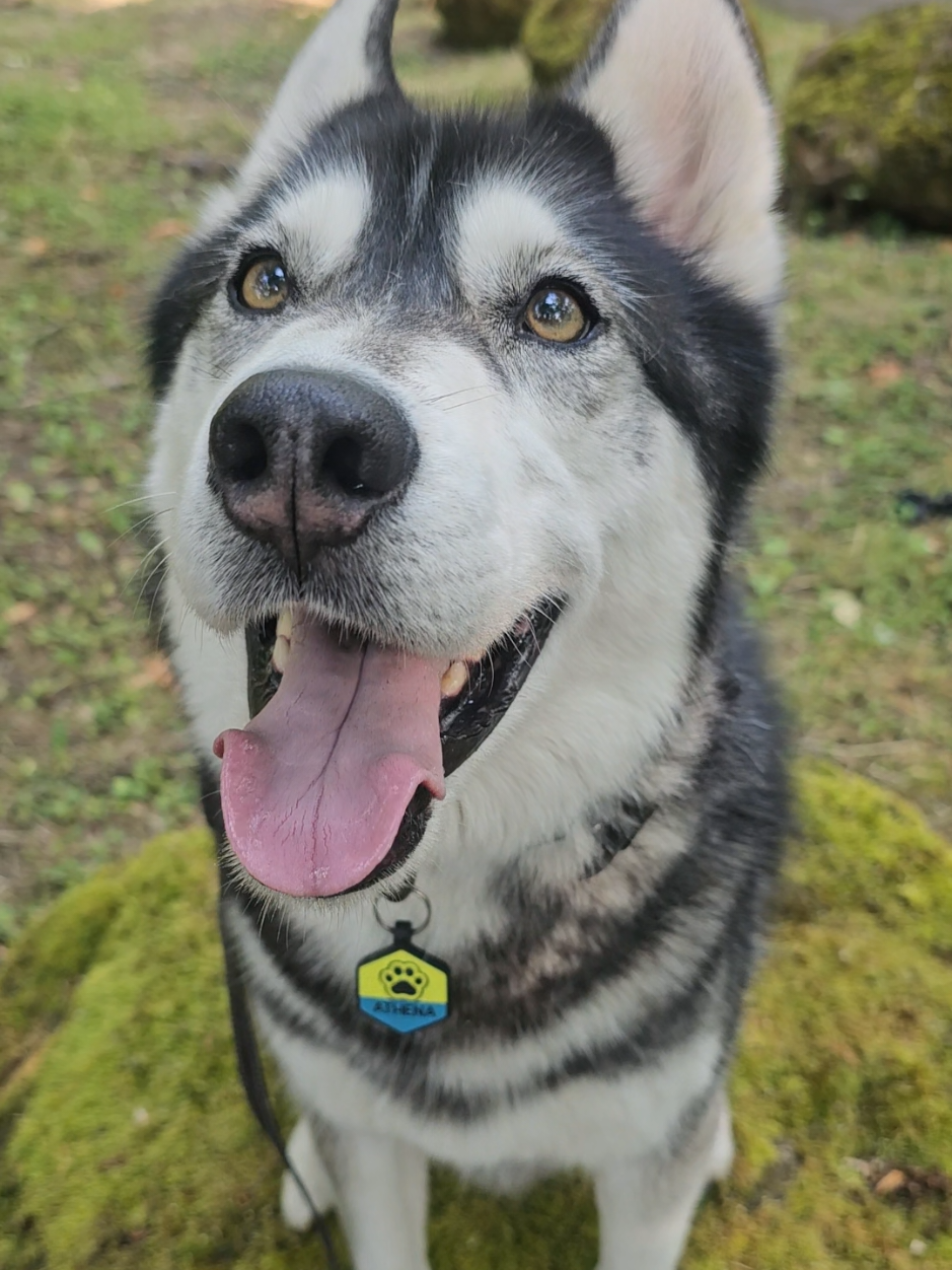 This was the very 1st photo I saw of Athena and it was love at 1st sight 😍 ♥️  #siberianhusky #huskylove #huskylife #huskiesoftiktok #pets 