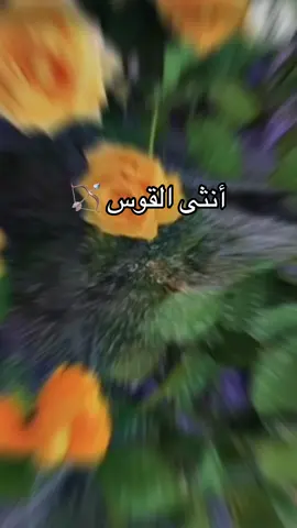 #CapCut #برج_القوس #viral #foryou #اكسبلور 
