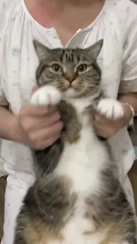 #catsoftiktok 