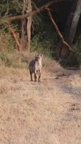 #animals #wildlife #hyena 