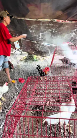 Chuồng trại có mùi hôi ,AE dùng loại men rải chuồng , giúp tiêu phân , khử mùi #ganoi #gatre #menraichuong #nuoigahieuqua 