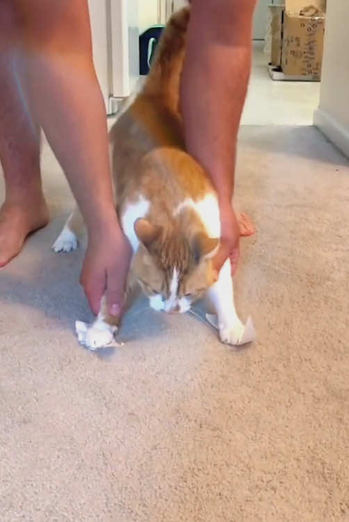 Cat has stopped working😂#foryoupage #cats #pers #foryou #fyp #funnyvideos #catsftiktok #cute 