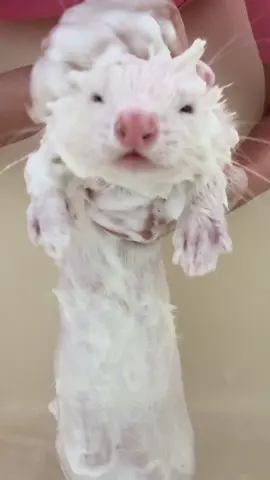 #フェレット #ペット #小動物 #もふもふ #変な生き物 #ferret #ふわもこ部 #可愛い #トリミング #泡パック 