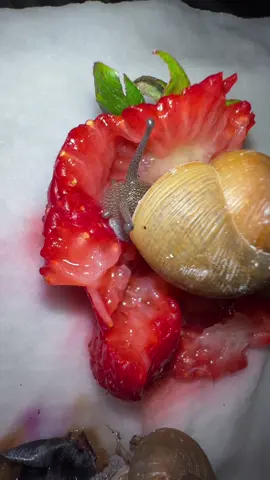 #snailparty #snail #snailfeeding #snails 