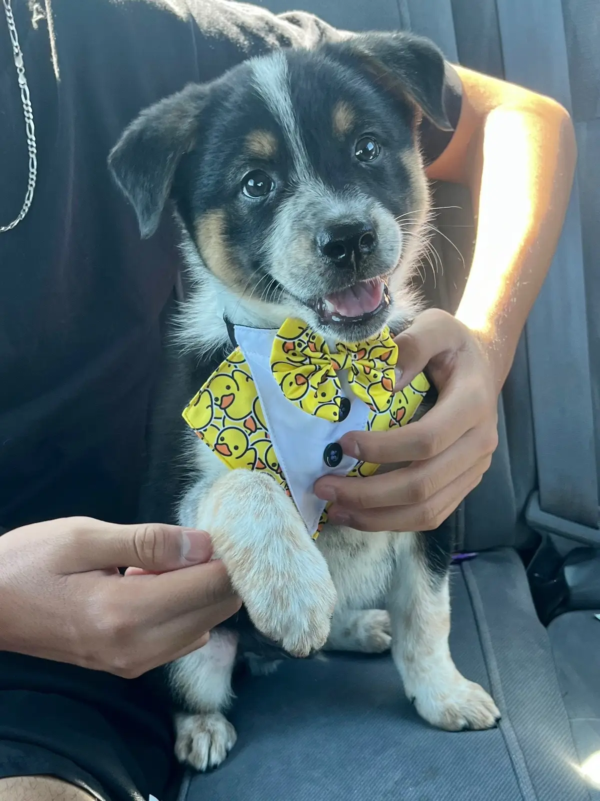🙏🏽♥️🙏🏽🐶