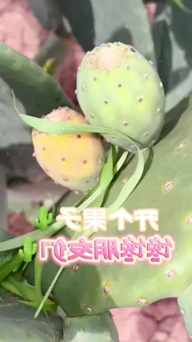 What kind of fruit is this?#usa #fruits #fyp #tiktok 