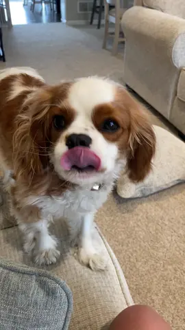 Honey unlocked a new sound!! 😂 #kingcharlescavalier #howling #dog 