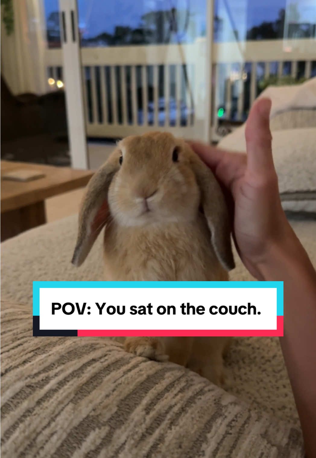 Snack patrol reporting #bunniesoftiktok #hollandlop #bunny #bunmom 