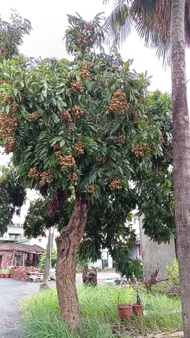 pohon kelengkeng sangat lebat#fyp #lewatberanda #viraltiktok 