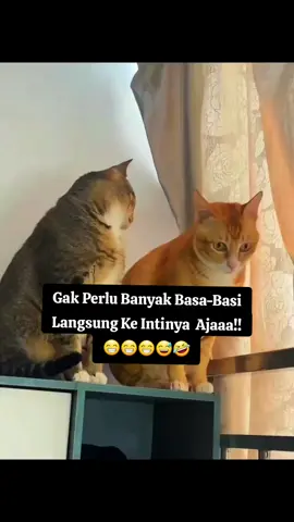 Takut keburu kabur..!! #kucing #lucu  #funny 